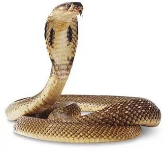 Σύνθεση King cobra